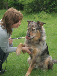 Hund mit Hundetrainierin