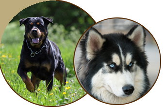 Katze und Hund im Gras