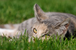 Katze im Gras