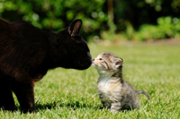 Katze und K�tzchen